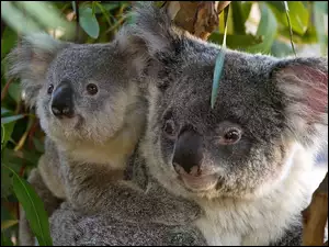 Małe, Miś, Koala