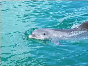 Woda, Delfin, Basen