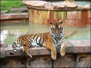 Tygrys, ZOO, Bengalski, Basen