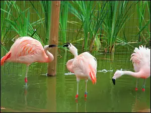 Trzy, Flamingi