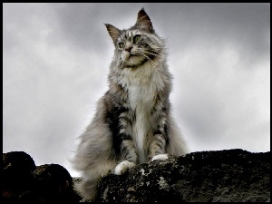 Szary, Chmury, Kot, Maine coon
