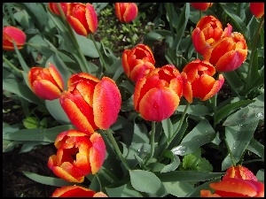Tulipany