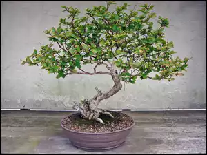 Drzewko, Bonsai