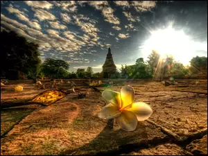 Kwiat, Chiang Mai Province, Tajlandia
