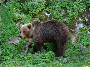 Niedźwiedź, Zieleń
