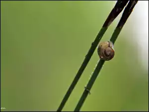 Trawa, Ślimak, Źdźbła