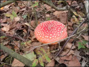 Czerwony, Kropki, Muchomor, Białe