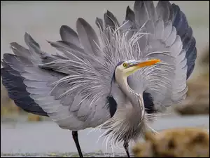 Siwa, Czapla