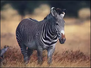 Zebra, Trawa