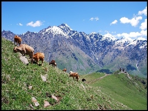 Góry, Trawa, Chmurki, Krowy