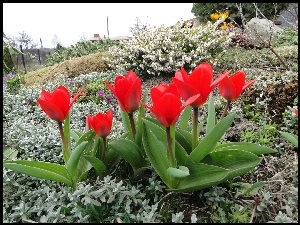 Tulipany, Ogród, Kwiaty