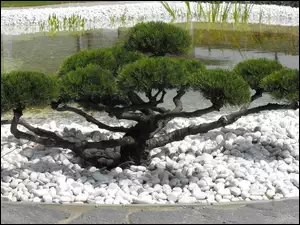 Bonsai, Drzewko