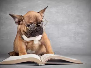 Pies, Buldog francuski, Okulary, Książka