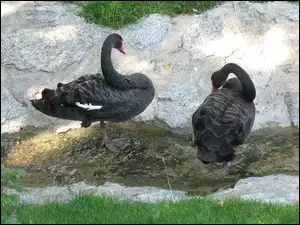 Trawa, Czarne, Łabędzie