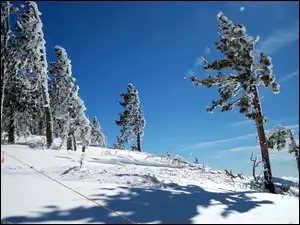 Niebo, Zima, Drzewa, Ośnieżone, Iglaki