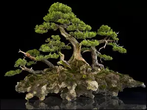 Miniaturka, Drzewo, Skale, Na, Bonsai