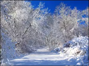 Zima, Drzewa, Śnieg