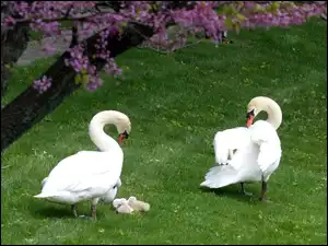 Drzewo, Łabędzie, Trawa