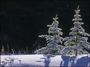 Las, Choinki, Śnieg