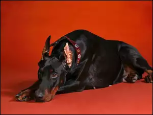 Tło, Doberman, Czerwone