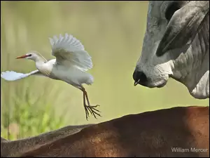 Młoda, Bawół, Biała, Czapla