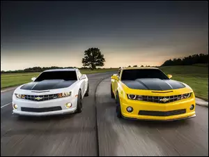 Chevrolety, 1LE, Droga, 2013, Drzewa, Camaro