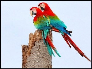 Ary, Ptaki, Papugi