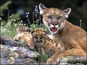 Puma, Małe