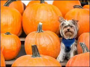 Dynie, Yorkshire Terrier, Kokardka