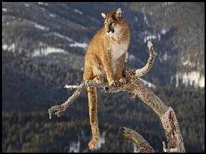Drzewo, Puma, Konar
