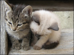 Kumple, Kotki, Maluchy