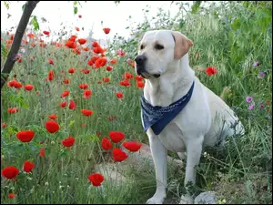 Labrador Retriever, Maki