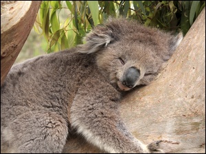 Koala, Śpiący, Miś
