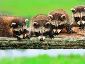 Drzewa, Cztery, Na, Szopy, Kłodzie