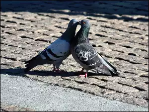 Całus, Dwa, Gołąbki