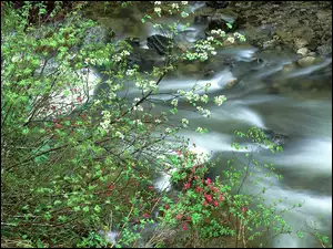 Rzeka, Wiosna, Kamienie, Krzaczki