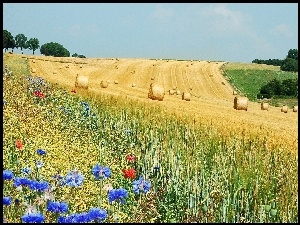 Chabry, Pole, Zboże, Łąka, Maki