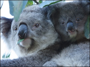 Koala, Dwa, Misie