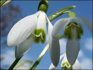 Przebiśniegi