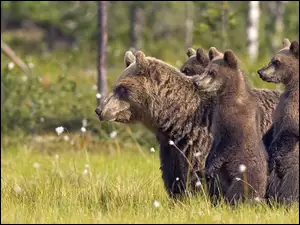 Zapatrzone, Trawa, Misie, Gryzli