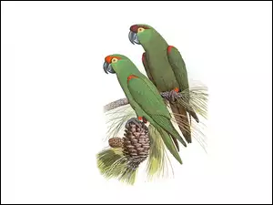 Zielone, Edward Lear, Papugi, Szyszka