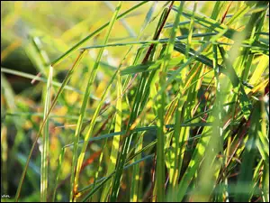 Stawem, Trawa, Nad