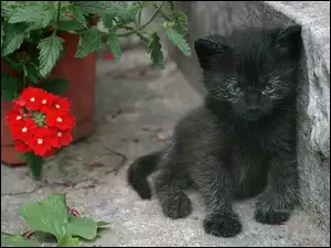 Kot, Samotność, Kwiat, Murek