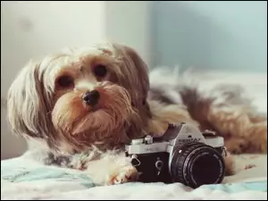 Pies, Shih Tzu, Aparat, Pentax