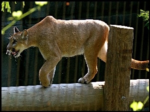 Puma, Zoo