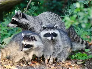 Rodzinka, Trzy, Szopy