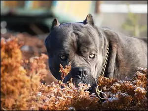 Czarny, Terrier, Pit, Bull