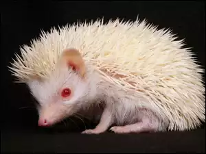 Jeżyk, Albinos