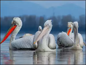 Pelikany, Las, Jezioro, Góry