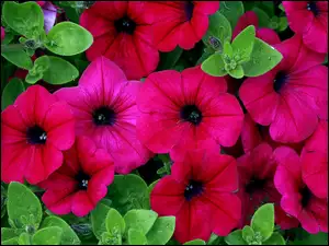 Petunia Ogrodowa, Kwiaty, Różowa